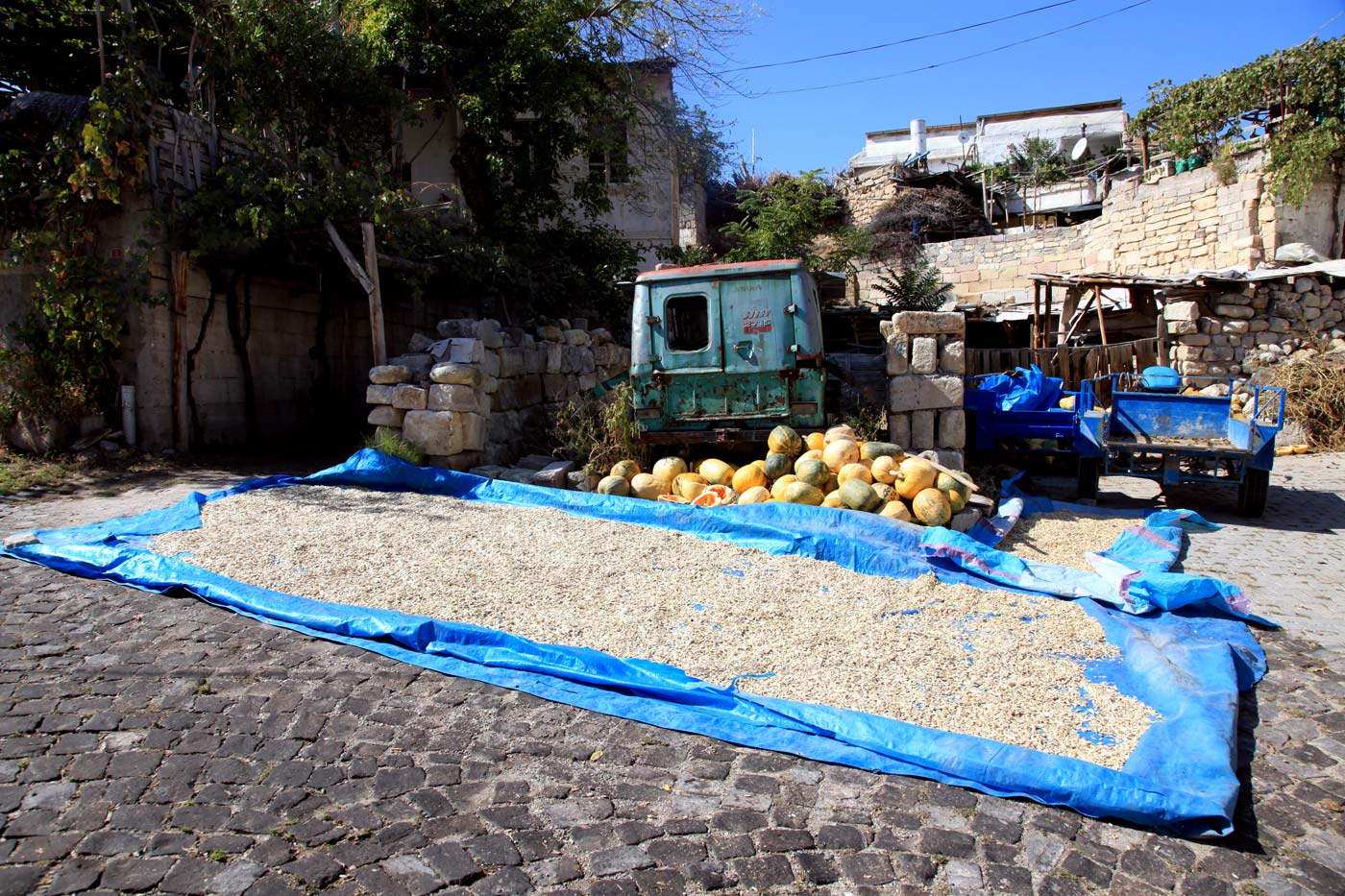 Drying pumpkin seeds, Cappadocia, Turkey