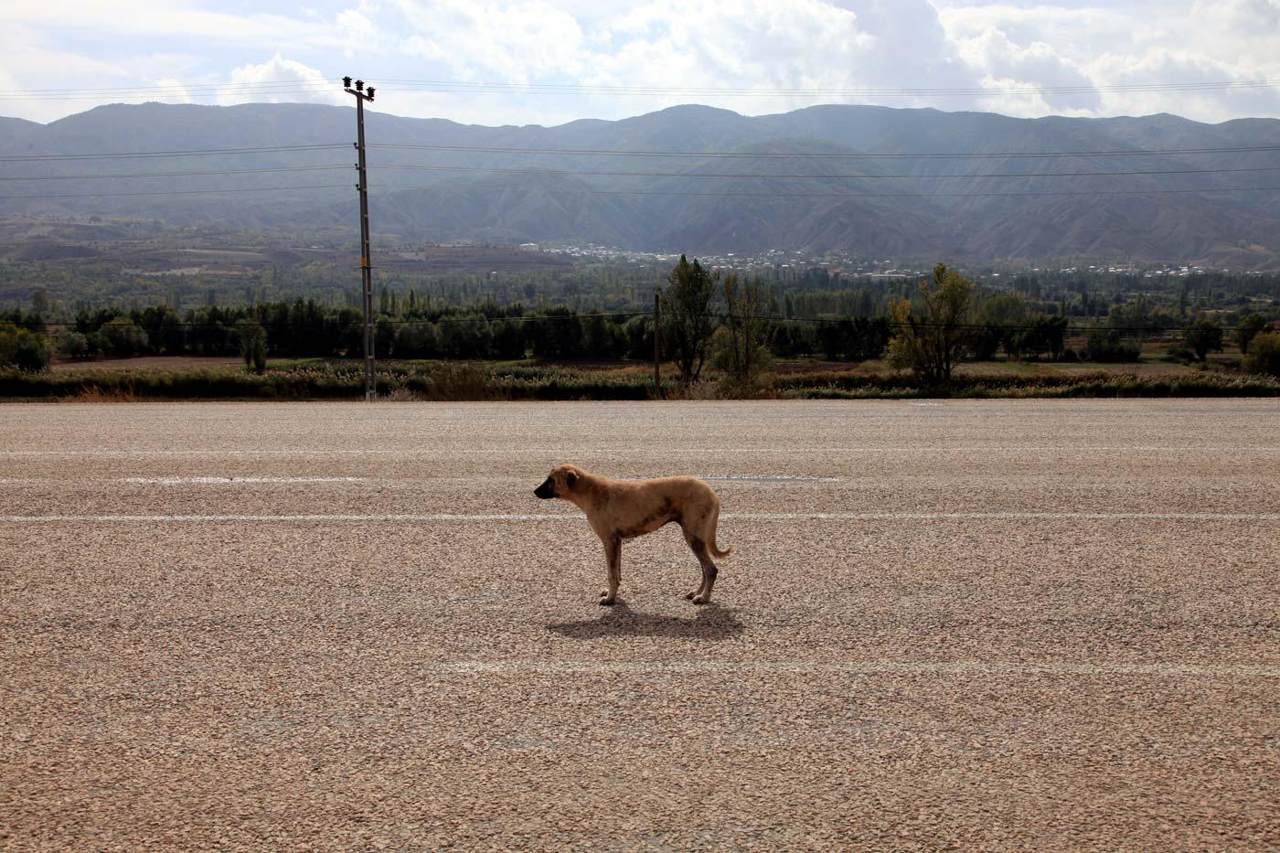 Baby Kangal dog, Refahiye, Turkey